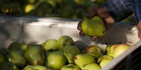 Kada ukloniti kruške sa drveta?